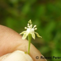 Erythroxylum monogynum Roxb.